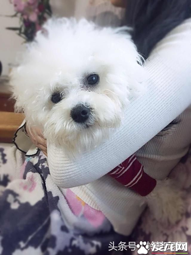 【養寵故事】自從有了你~