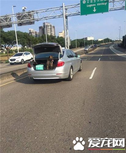 怕名車內裝被抓壞 愛犬丟后車廂吹風