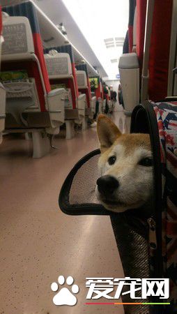 浪犬跳上機車求助 這一載便開啟了狗奴才生活