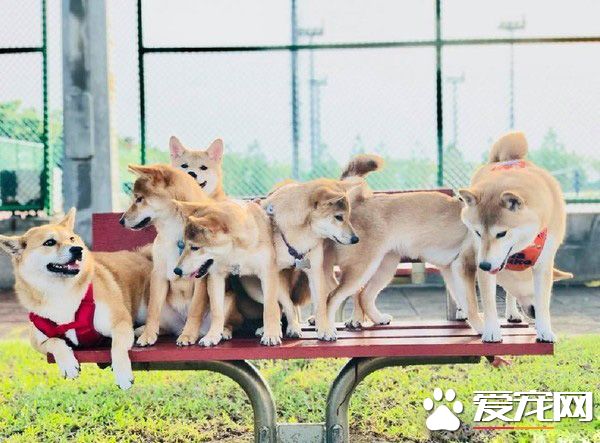 超萌柴柴軍團出動！每只都有陽光般的笑容超治愈