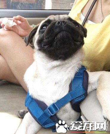 愛撒嬌愛耍帥的公犬閃電 看見美女狂討親親