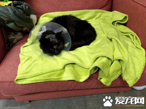 西班牙發生殘忍虐貓案 小貓身中18顆子彈奇跡存活