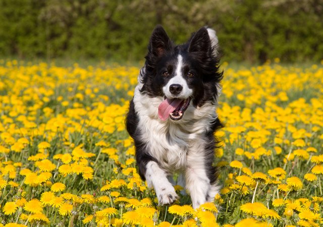 想要養只聽話的狗狗？ 頂級聽話犬種有這幾種