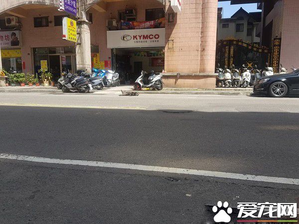小孩可以不要這樣嚇人嗎? 黑狗躺路邊四腳朝天