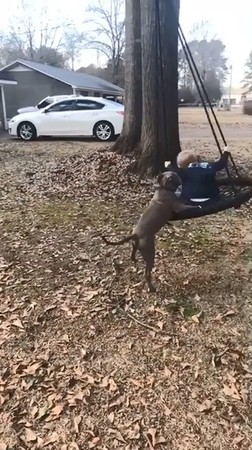 超暖狗保姆比特犬 前腳加嘴巴推弟弟蕩秋千