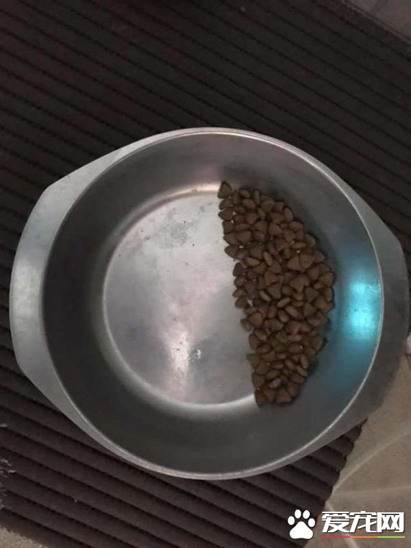 汪被新主人收編重展笑顏 習慣吃飯留一半不敢吃完