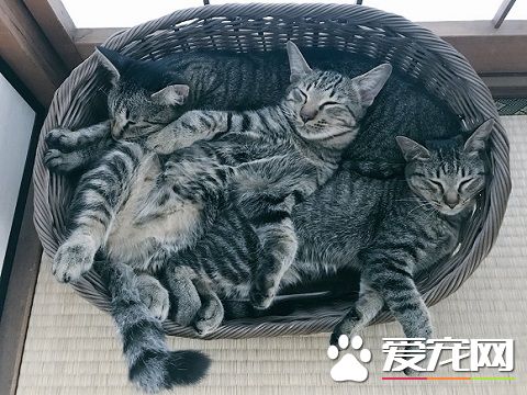 外面大臺風家里小臺風 貓咪小臺風萌力十級