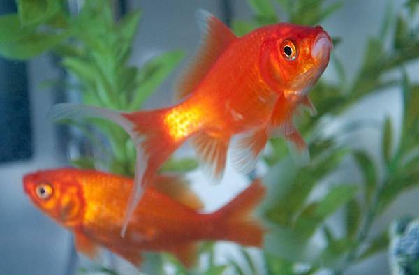 金魚魚鰭長白點
