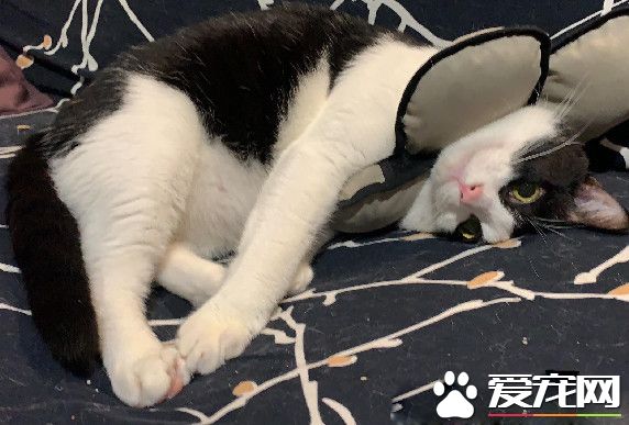 喵手術后5天放風下 危險動作害馬麻差點崩潰!