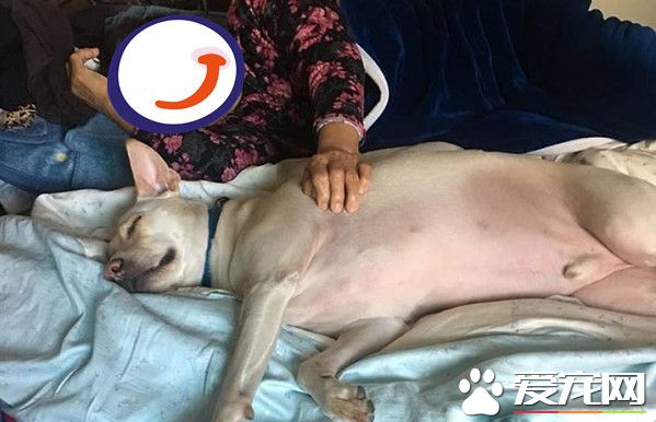 汪汪睡姿竟跟奶奶神同步 網友：這是隔代遺傳!