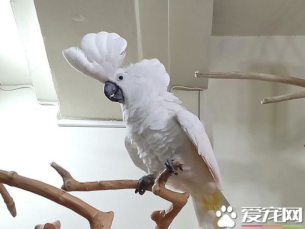 屁孩鸚鵡偷咬媽媽大腿肉 惹媽媽生氣趕緊親親謝罪