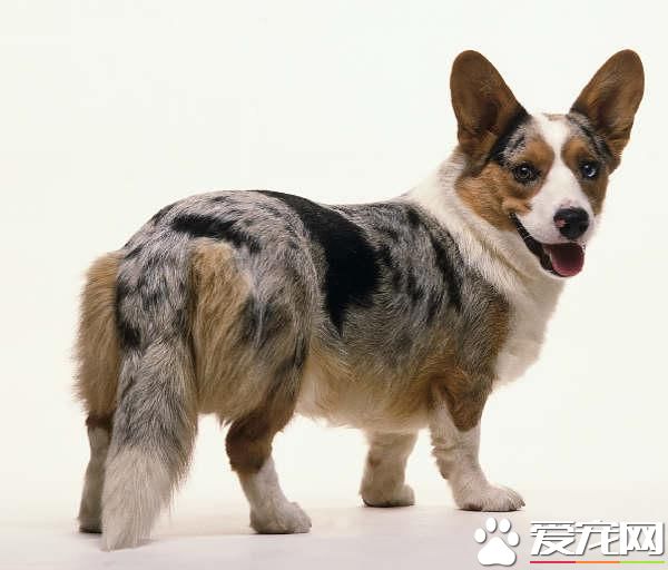 狗狗智商排行榜，你家狗狗排第幾？