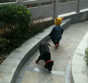 淘氣圣伯納犬反遛小主人 引發大家關注