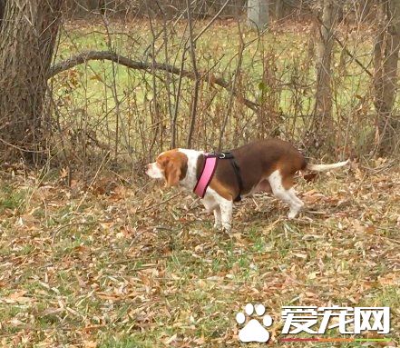 狗狗體重過胖要被安樂死 在志工的幫助下成功減重