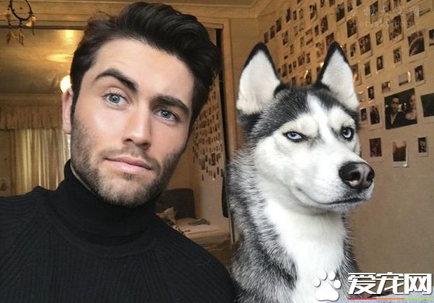 為什么那么多人養哈士奇 解密養哈士奇是一種什么樣的體驗