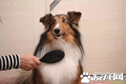 寵物換毛季，我該怎么辦？