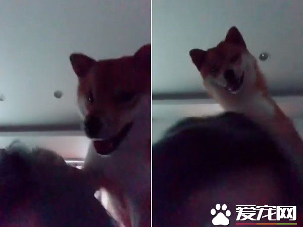 調皮阿柴想要求關注 無厘頭舉動令人好氣又好笑