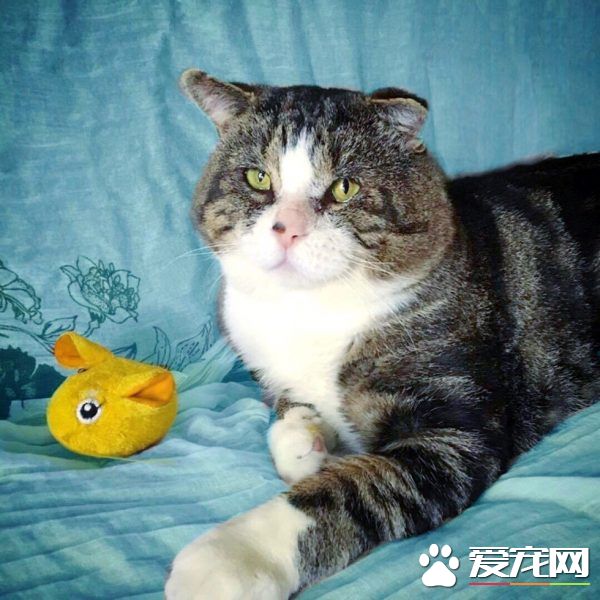 加拿大街貓帕杜被誘捕 成愛撒嬌的傻大個家貓
