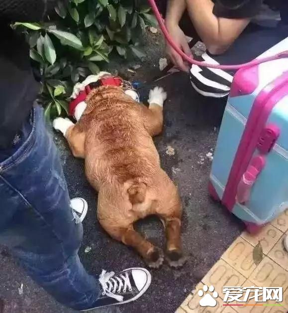 寵物狗陽臺死亡？背后原因是許多鏟屎官都會犯的錯誤