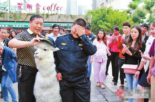 股民炒股被套牢 當街10萬叫賣“神獸”——萌寵羊駝