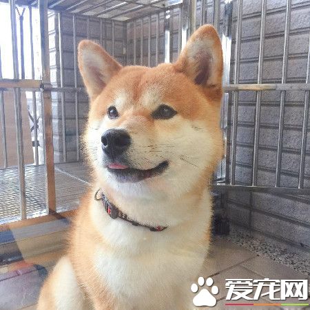 汪狼式仰天長嚎幫和音 快破音的煙酒嗓讓人笑翻