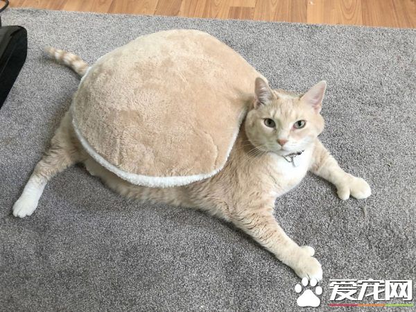 愛貓情侶想收養第三只貓 意外被一只橘喵吉拉吸引