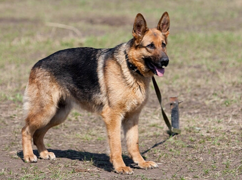 軍人心系昔日的搭檔軍犬 成功收養曾經的戰友
