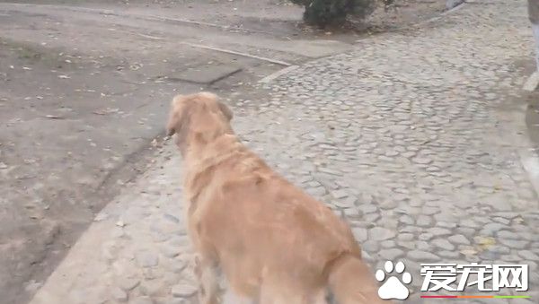 11歲老黃金獵犬不知爺爺過世 每天到公園等爺爺