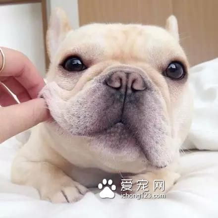 一只超萌的斗牛犬，看完保證讓你開心一天！