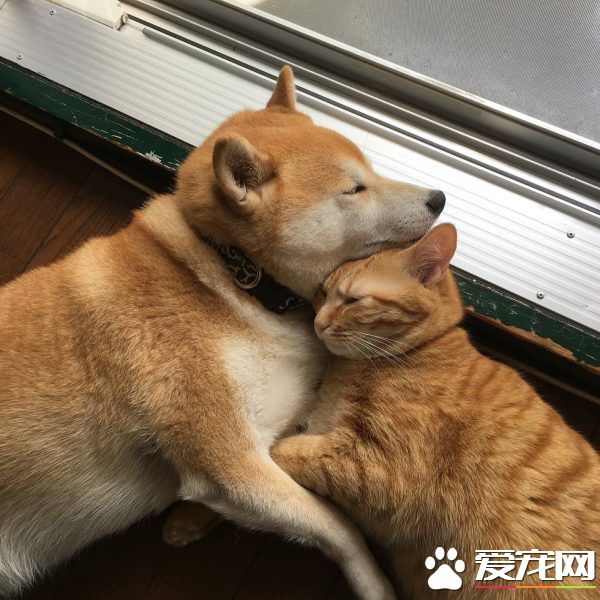 主人帶回流浪小貓 讓失去貓咪好友的柴柴很開心