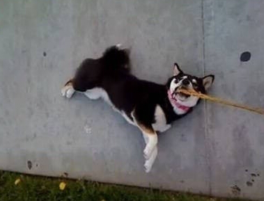 柴犬是非常固執的生物 不喜歡主人強迫它們