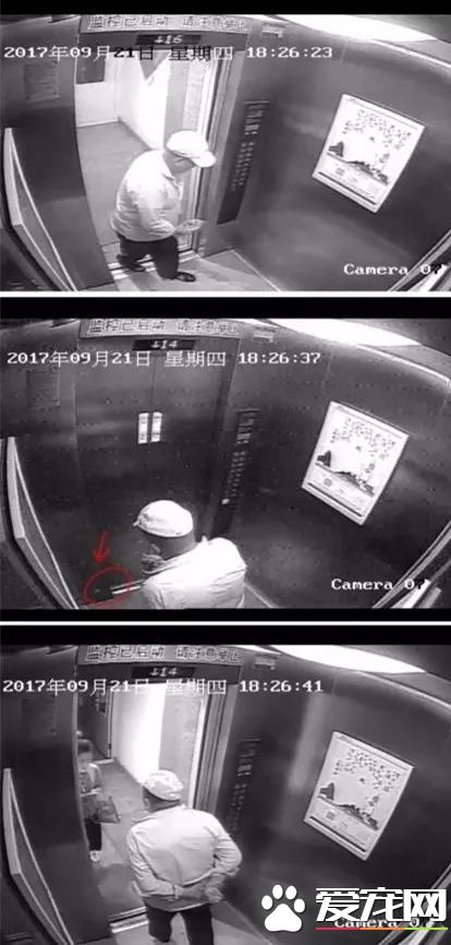 投毒害狗還想脫身？我們不答應，法律更不答應！