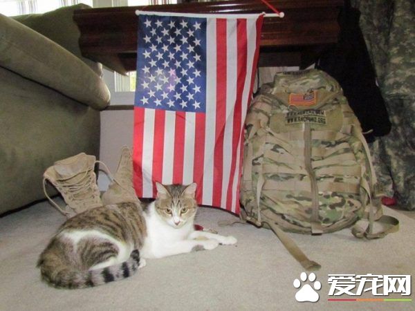 愛貓士兵從阿富汗帶小浪喵回國 收編成愛撒嬌的家貓