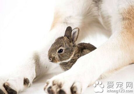 牧羊犬幫助主人照顧兔子 盡職盡責場面溫馨
