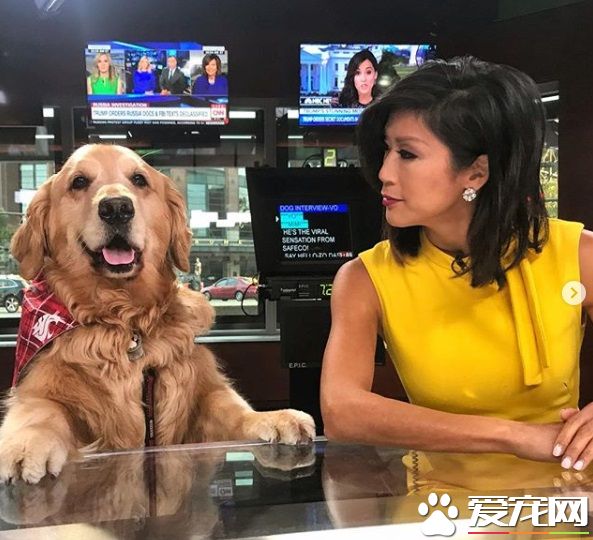 萌犬叼著熱狗堡配合主人拍照 超乖巧的模樣萌翻天