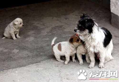 常德九零后小伙保護小動物 想為流浪狗建個家