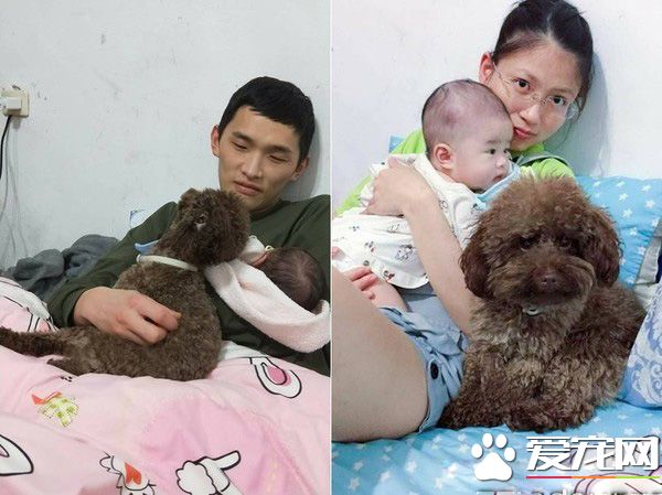 超級弟控貴賓犬 不容許任何人欺負弟弟