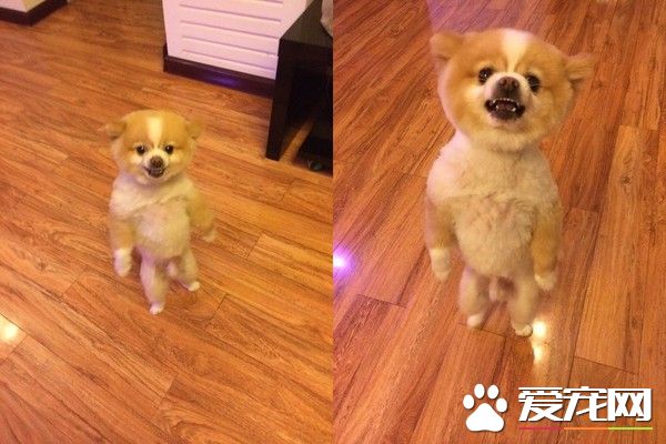 超有趣的博美<a href=/zhonglei/gou/ target=_blank class=infotextkey>狗</a> 剃毛后氣到站立行走