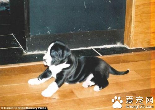 英國女子為養大丹犬向丈夫撒謊  小狗變兩米巨犬