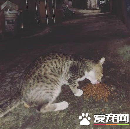 遇到流氓打劫！浪喵強勢入廁所面對飼料卻不領情