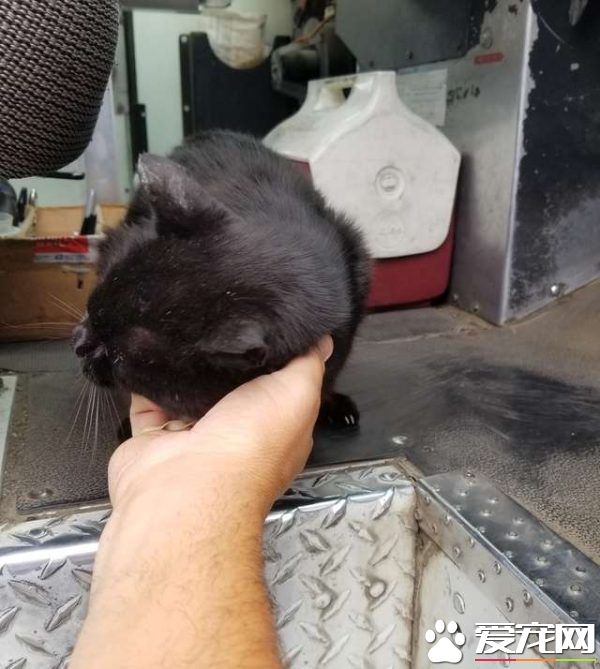 傲嬌黑貓超粘人 不摸摸抱抱便不下車回家