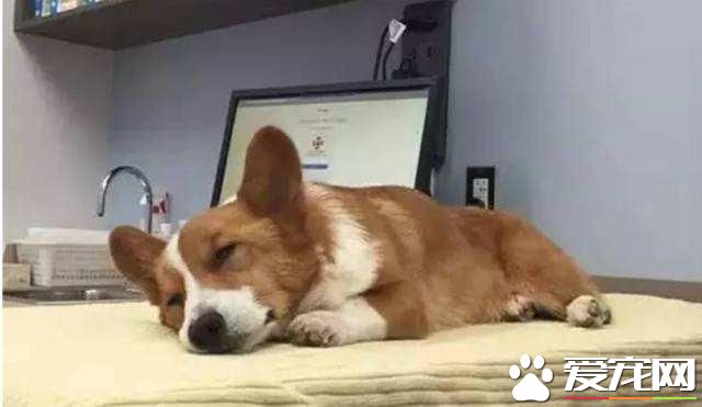 怎么看待寵物死后？