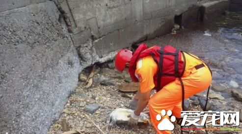 龍洞岸巡人員又發現枉死綠蠵龜