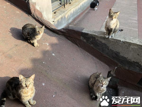 俄羅斯派來臥底的？歷史性合照焦點被喵星人吸走