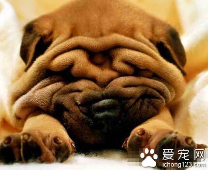 巴哥犬過度肥胖 減肥不成羞于見報 