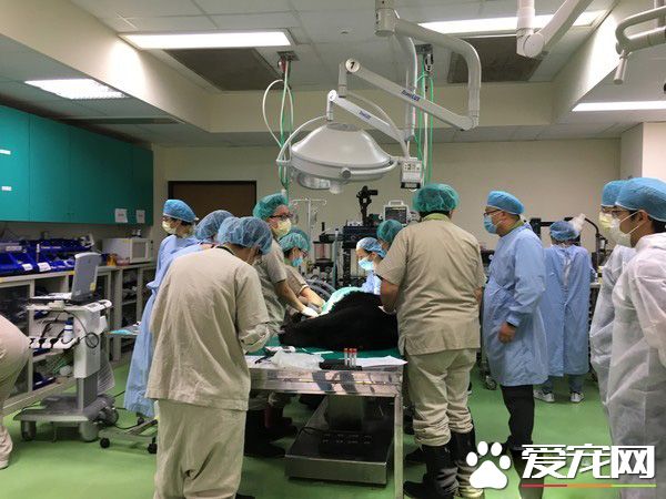 母熊牙疼無法吞食 兩次求救幸被研究人員發現！