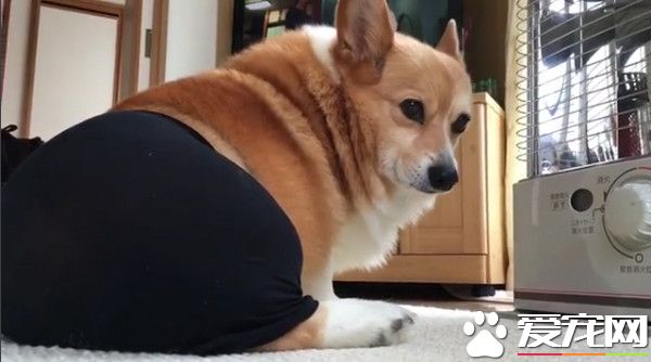 黑絲襪下的謎樣翹臀 竟是柯基的屁股假扮的