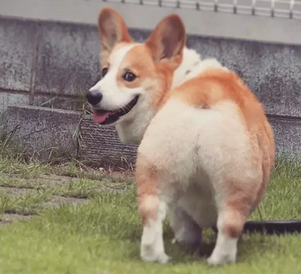 擁有大屁股的柯基犬