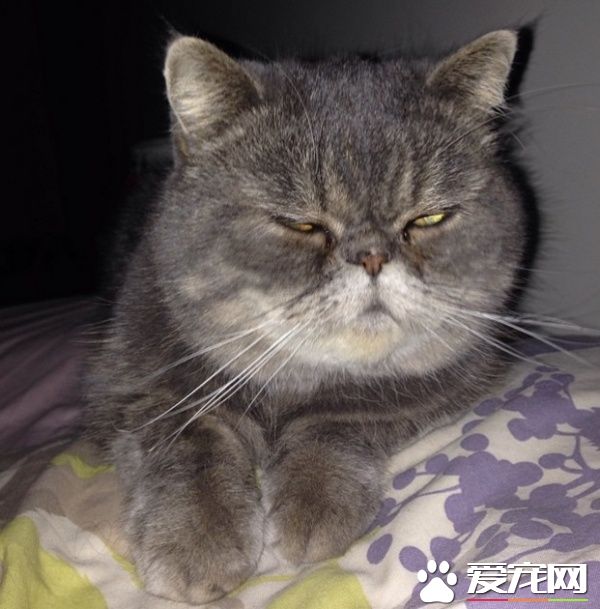情侶看完尋貓啟事 下一個路口就遇見走失貓