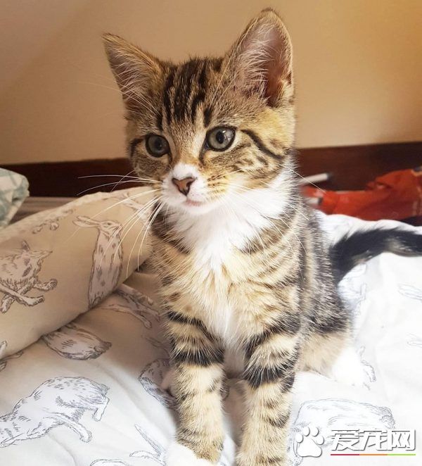 狗狗的分離焦慮癥 被治愈力超強的喵星人治好